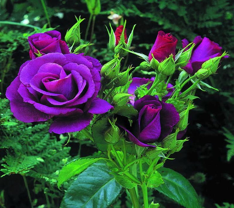 Purple Roses, HD wallpaper