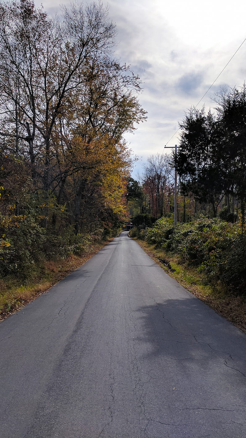 road, forest, fall, HD phone wallpaper