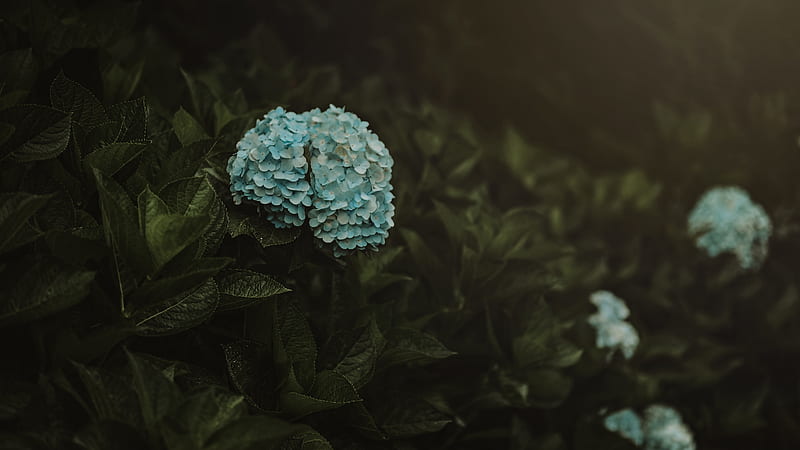 hydrangea, flowers, inflorescences, blue, bush, plant, HD wallpaper