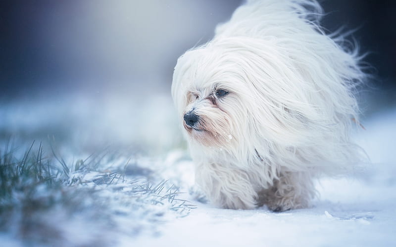 Havanese dog, Havanese, cute animals, white dog, long-haired dogs, HD wallpaper