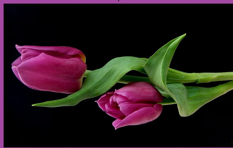 Purple tulips, still life, flowers, tulips, puple, HD wallpaper | Peakpx