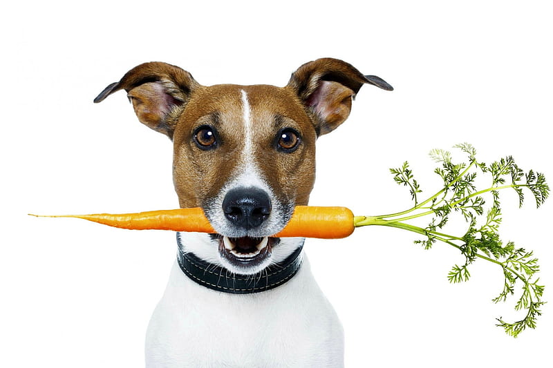Eat healthy!, orange, animal, green, jack russell terrier, carrot, funny, white, puppy, dog, HD wallpaper