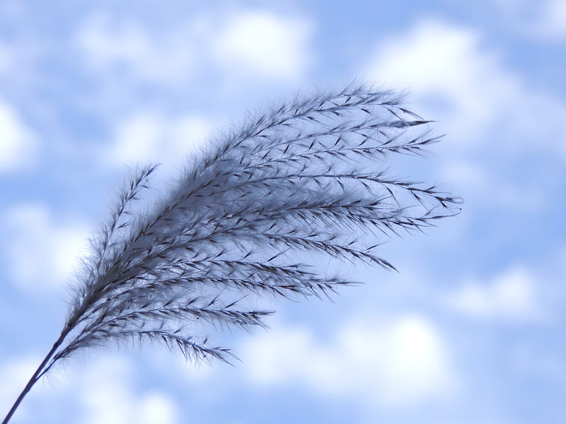 Beautiful Feathered Grass, Sky, Clouds, Grass, graphy, Pony Tail Grass, Nature, HD wallpaper