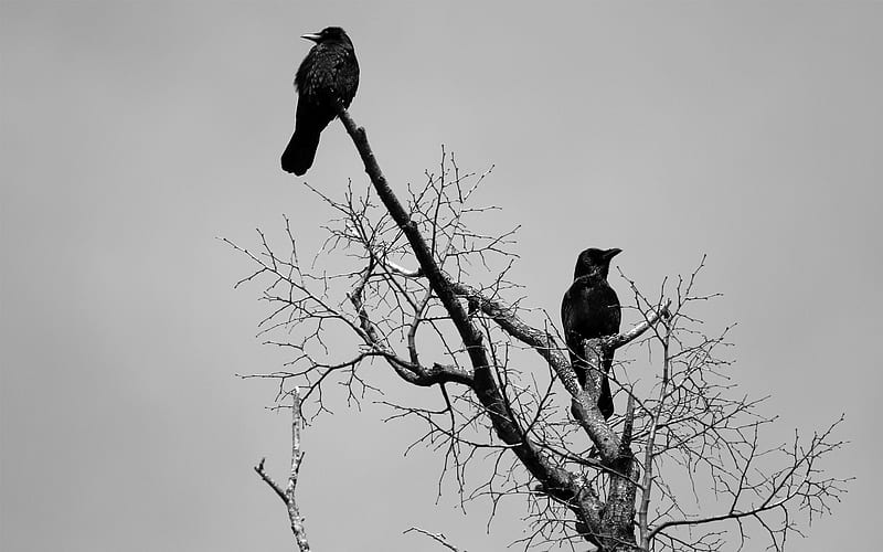 black crows, graphy, spooky, birds, black, crow, white, HD wallpaper