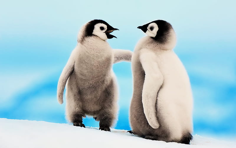 Little Penguins, twins, frenship, animal, penguin, HD wallpaper