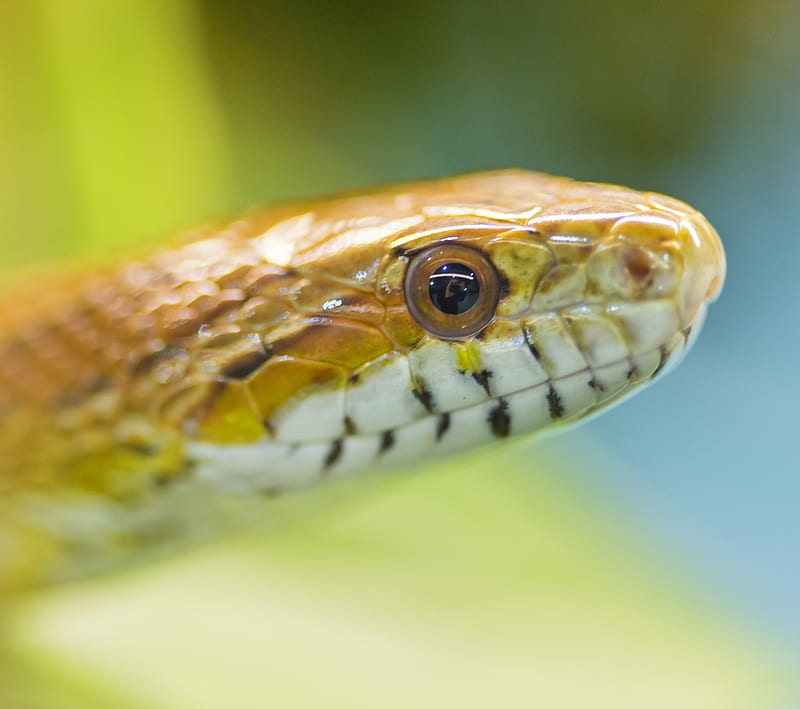 Snakes 11, animals, pets, reptiles, scary, slimy, HD wallpaper