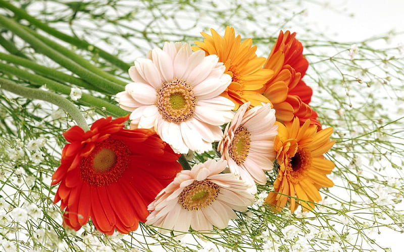 Lovely Gerberas, red, pretty, gerberas, orange, bonito, white background, flowers, nature, pink, HD wallpaper