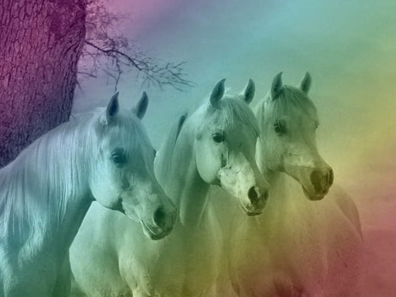 3 in a Row - Horses F1, graphy, gris, equine, head study, horses, arabian, HD wallpaper