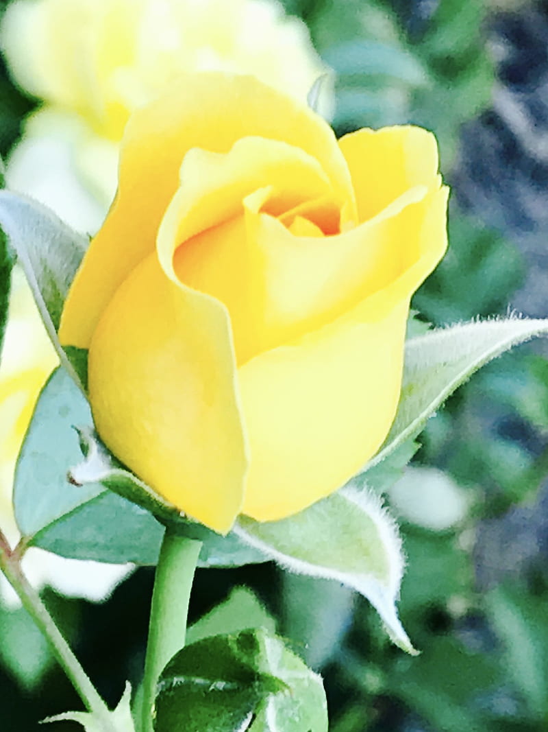 Yellow Rose, rosebud, HD phone wallpaper