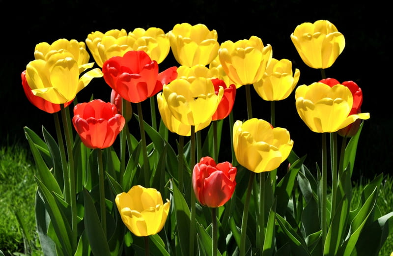 Sunny tulips, red, sunny day, grass, yellow, bonito, leaves, green, flowers, beauty, tulips, field, HD wallpaper