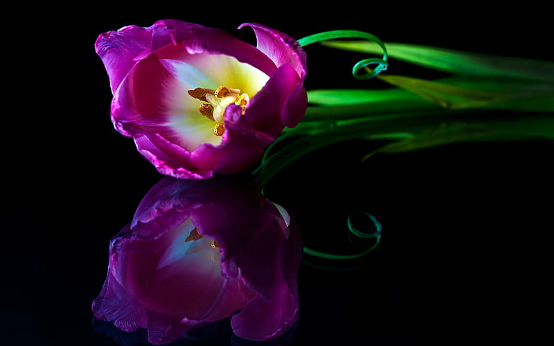 The Beauty Of A Single Tulip, with love, pretty, bonito, happy valentines day, still life, graphy, green flowers, beauty, tulips, reflection, for you, tulip, valentines day, lovely, romantic, romance, black, purple tulip, purple tulips, purple, nature, HD wallpaper