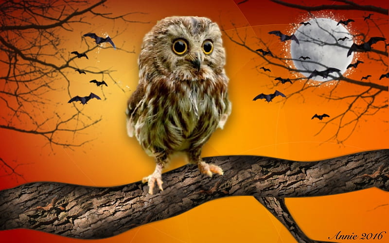 Halloween Owl, cute, moon, bats, orange, Halloween, Owl, eyes, branch ...