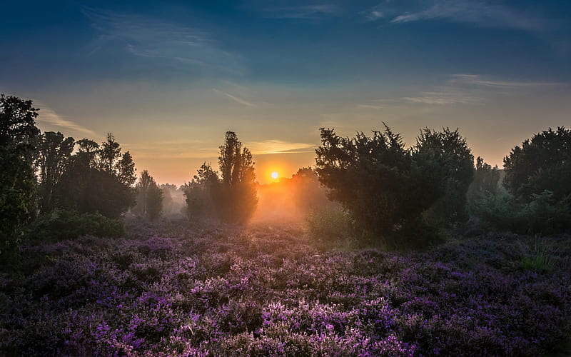 morning, sunrise, forest, wildflowers, fog, trees, beautiful morning landscape, HD wallpaper