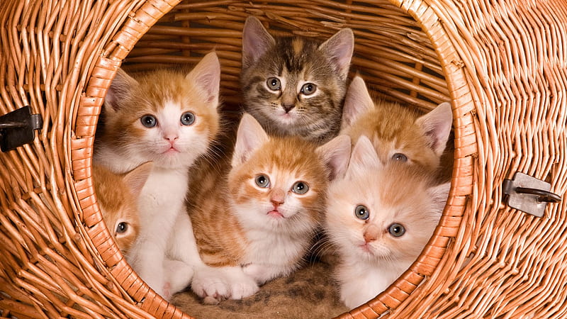 *** El gato de la familia en una canasta ***, familia, canasta, gato, gatos, animales, Fondo de pantalla HD
