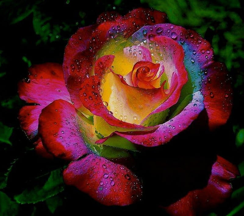 1920x1080px, 1080P free download | Rainbow Rose, Rose, Drops, Wet ...