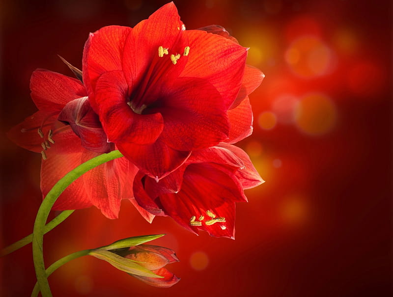 Amaryllis, Close up, Red, Red Amaryllis, bonito, Red Flower, Red Flowers, Flowers, Flower, HD wallpaper