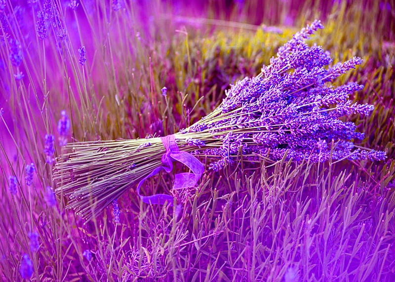 Purple beauty, pretty, lovely, grass, ribbon, bonito, lavender, nice, purple, bouquet, flowers, nature, field, stalk, meadow, HD wallpaper