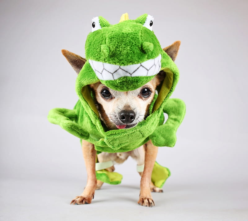 Chihuahua frog, chihuahua, costume, halloween, caine, cute, frog, green, funny, puppy, dog, HD wallpaper
