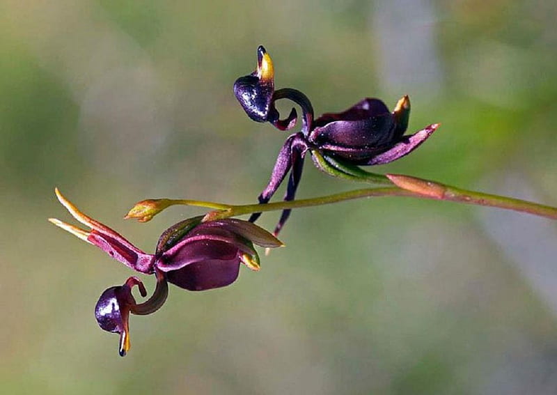 FLYING DUCK ORCHIDS, ORCHIDS, DUCKS, FLYING, FLOWERS, HD wallpaper