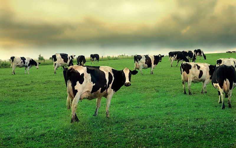 Cow grass grazing-Animal, HD wallpaper