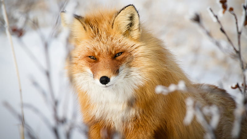 Brown White Fox In Snow Field Background Fox, HD wallpaper