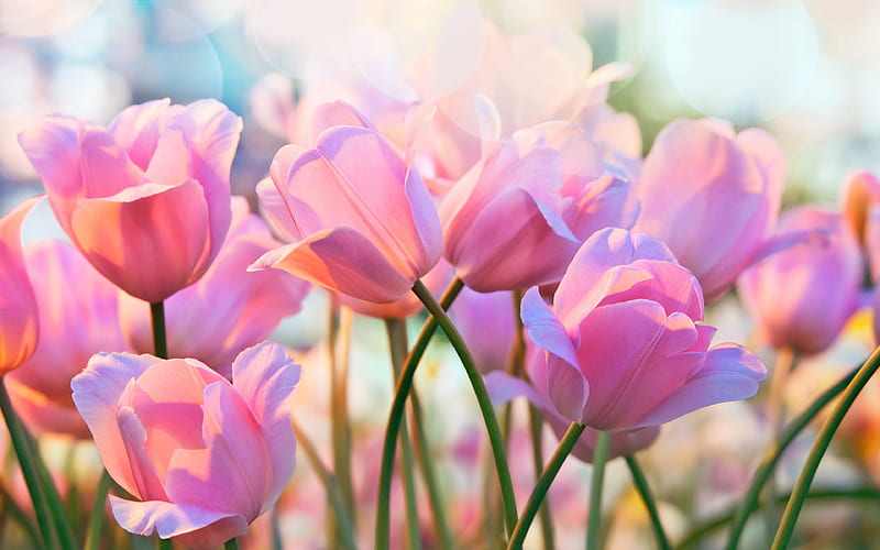 pink tulips, bokeh, spring, pink flowers, tulips, spring flowers, HD wallpaper