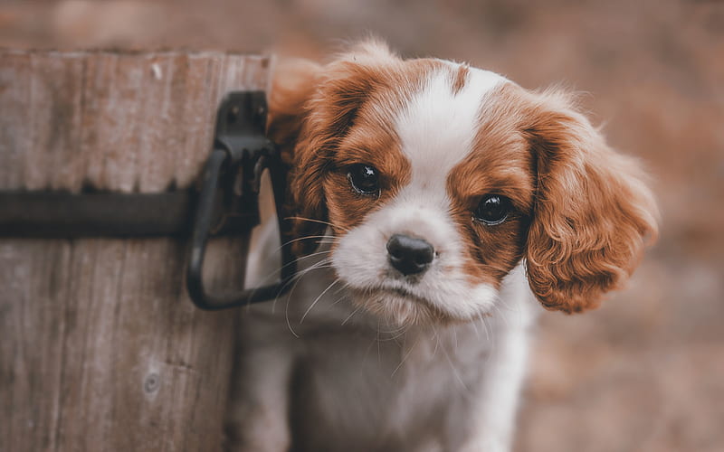 Cavalier King Charles Spaniel puppy, pets, dogs, close-up, cute animals, toy, Cavalier King Charles Spaniel Dog, HD wallpaper