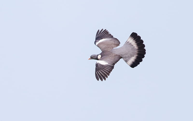 Wood Pigeon in Flight, pigeon, bird, flight, sky, animal, HD wallpaper