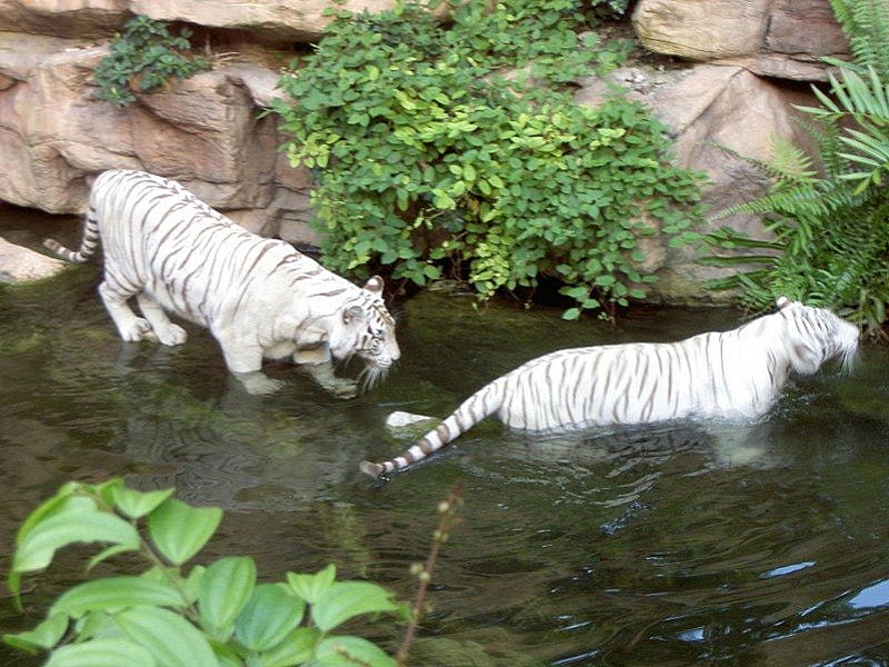 2 white tigers , white tiger, playing in water, HD wallpaper