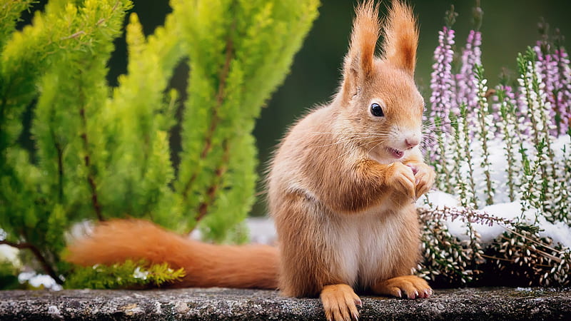 White Brown Squirrel Is Sitting In Green Leaves Background Squirrel, HD wallpaper