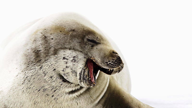 foca alegre, foca, recien comidita, alegre, sonrisa, HD wallpaper