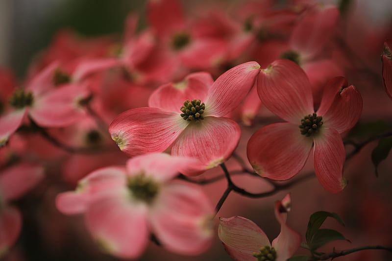 dogwood, flowers, petals, macro, pink, HD wallpaper