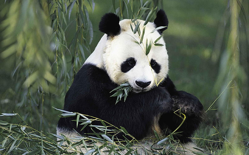 panda, wildlife, bear, forest pandas, HD wallpaper