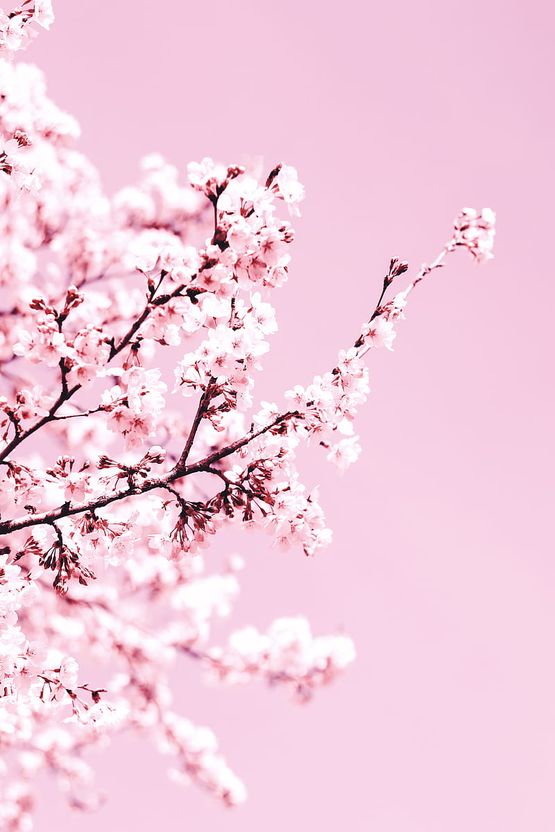 white cherry blossom tree during daytime, HD phone wallpaper