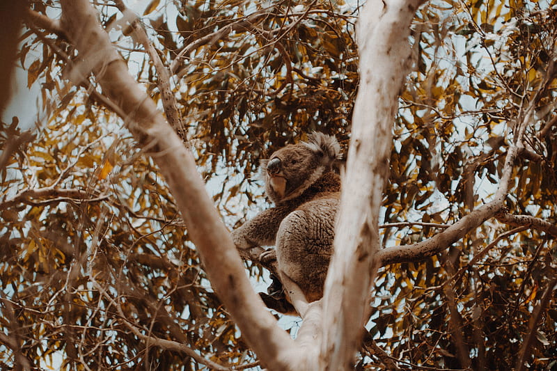 koala, tree, animal, exotic, wildlife, HD wallpaper