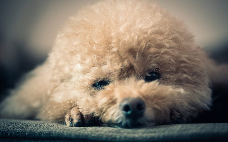 Fluffy dog, cute animals, puppy, curly puppy, HD wallpaper | Peakpx