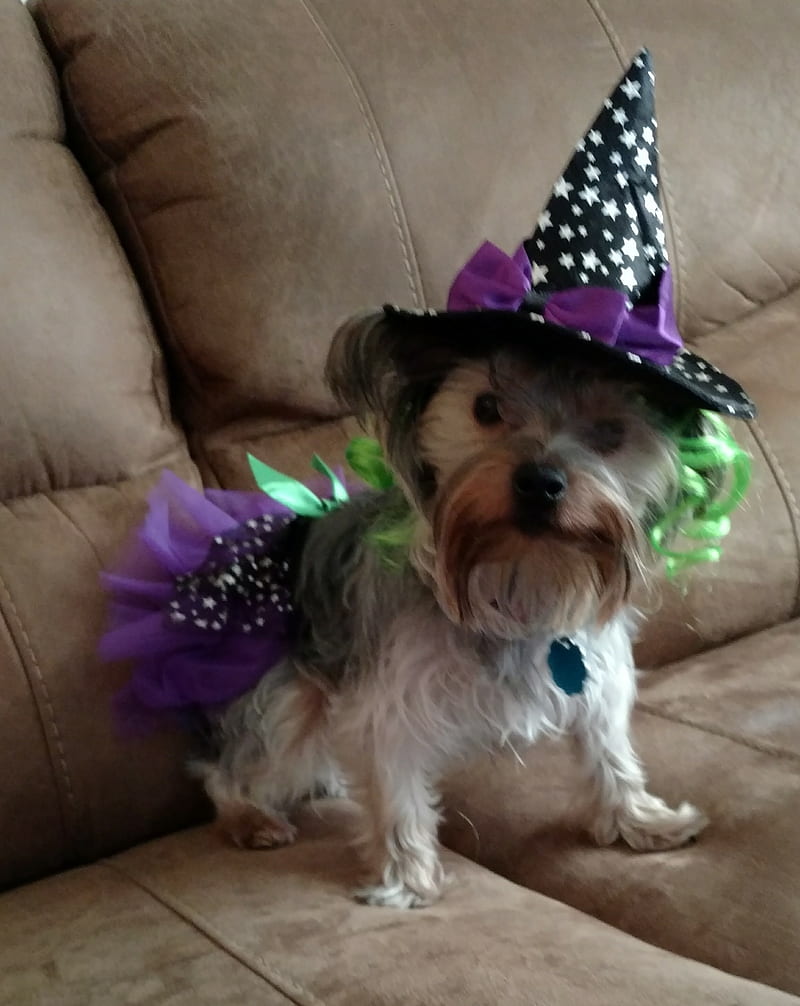 Mia the witch, dog, puppies, puppy, terrier, yorkie, HD phone wallpaper