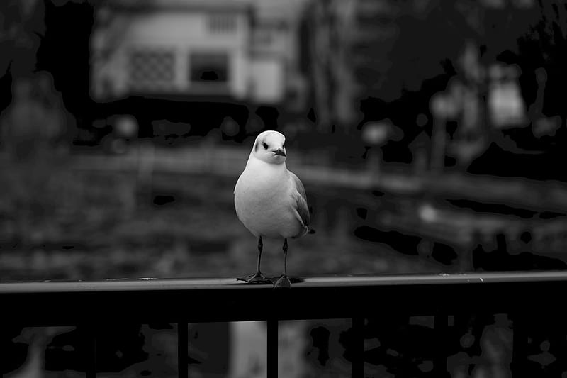 seagull, bird, bw, blur, HD wallpaper