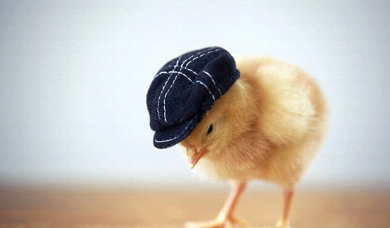 Chick With Hat, Cute, Chick, Funny, Hat, Animals, Birds, HD wallpaper