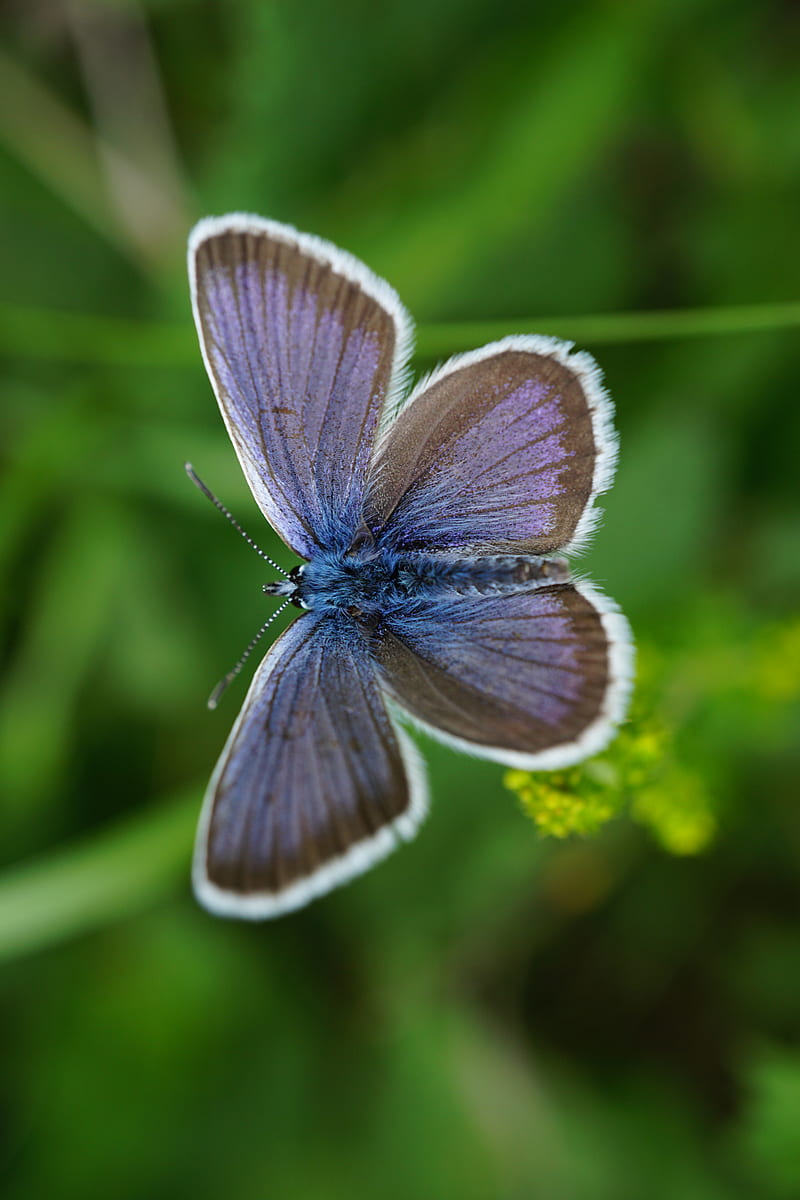 lycaenidae, butterfly, blur, macro, HD phone wallpaper