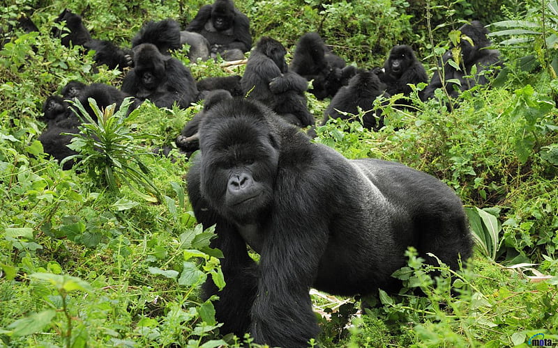 Gorillas Volcanoes National Park Rwanda, gorillas, apes, trees, large, HD wallpaper
