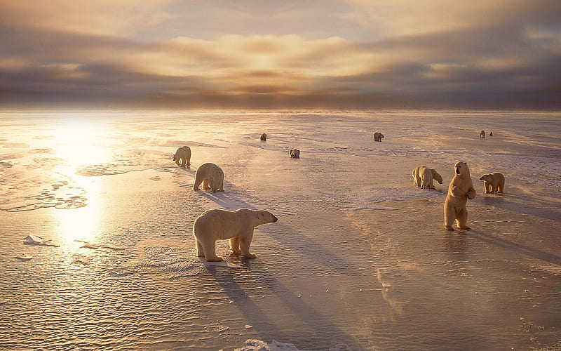 Polar bears cold winter-Animal, HD wallpaper