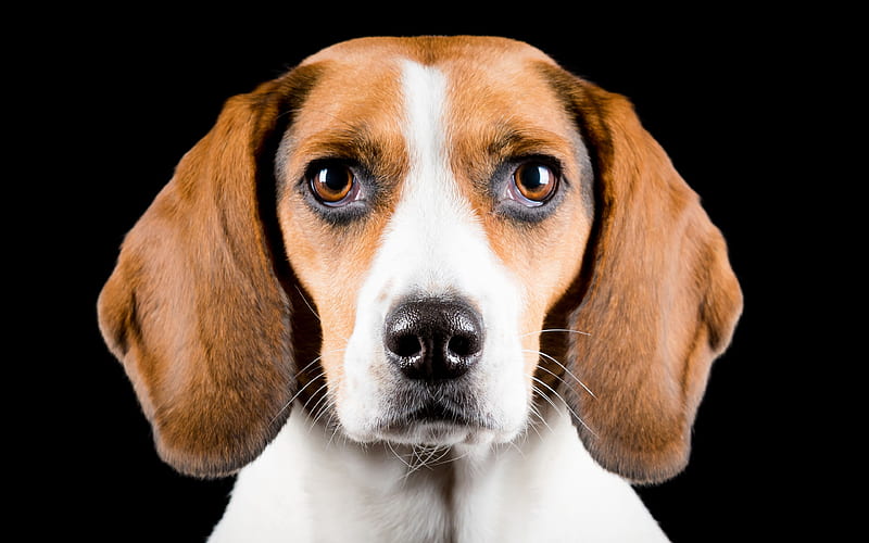 American Foxhound close-up, cute animals, pets, dogs, American Foxhound Dog, HD wallpaper