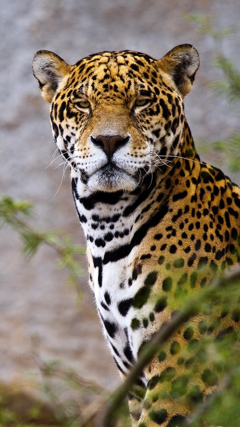 Jaguar, black, leopard, stones, HD phone wallpaper