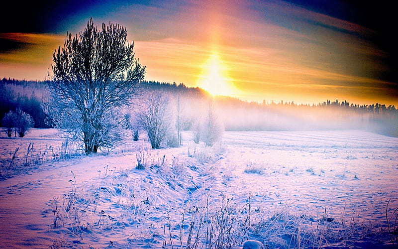 winter evening, tree, sunset, sky, snow, colors, landscape, HD wallpaper