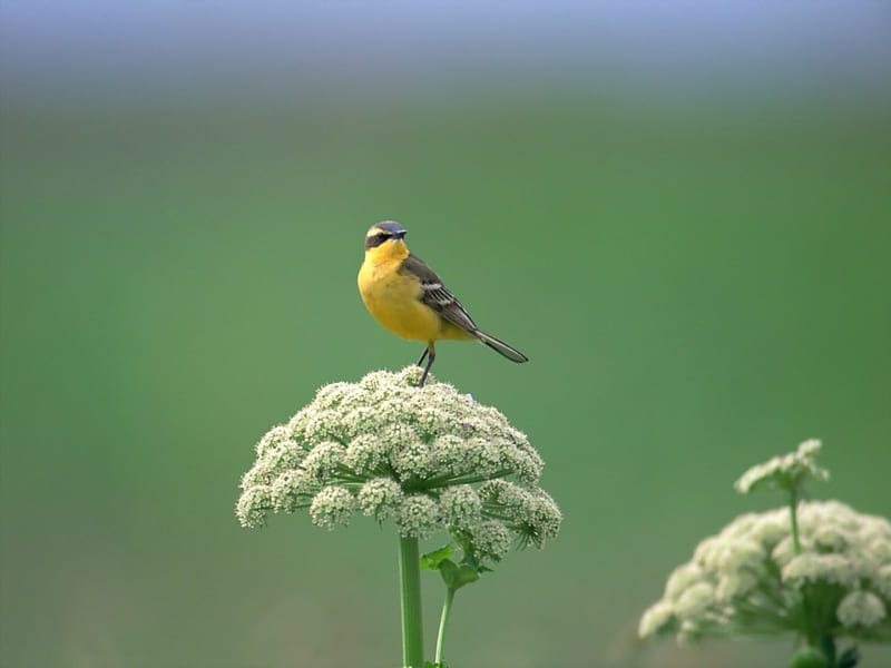 The Emperor Bird, king, amazing, yellow, bonito, graphy, nice, cool, green, bird, emperor, awesome, flowers, garden, nature, beuaty, HD wallpaper