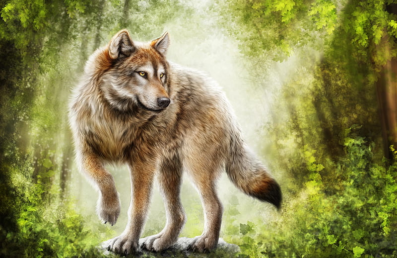 WOLF, wolves, pets, hunter, wild, art, HD wallpaper