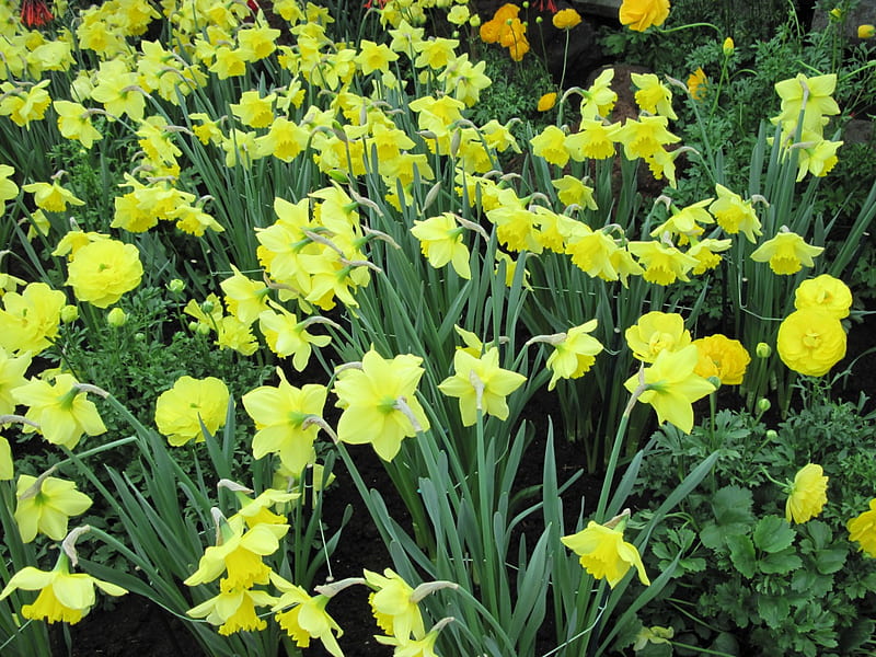 Essence of Flowers 01, Daffodils, graphy, green, yellow, garden, Flowers, HD wallpaper