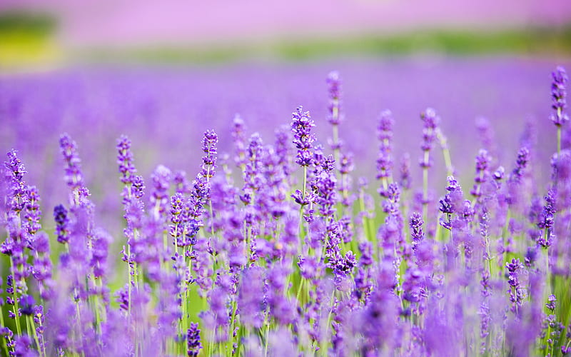 Romantic Purple Lavender Garden Plant, HD wallpaper