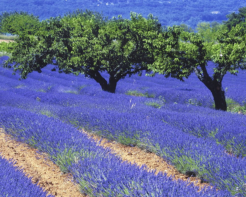 Field of Lavendar, perfume, lilac, pretty, scenic, scent, trees, lavendar, flower, blooms, HD wallpaper